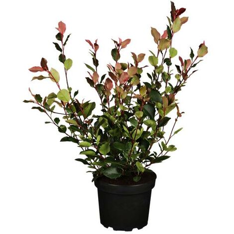 Glanzmispel 'Little Red Robin' Photinia fraseri 'Little Red Robin' 3L 40- 60