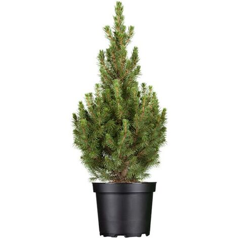 Zuckerhut-Fichte 'Conica' Picea glauca 'Conica' 3L 30- 40 (1/5)