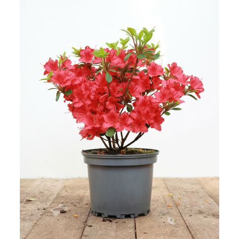 Japanische Azalee 'Maruschka'® Rhododendron obt.'Maruschka'  -R- C 2 20-  25