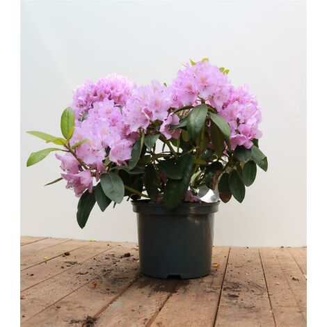 Catawba-Rhododendron 'Grandiflorum' Rhododendron PG 1 'Cataw. Grandiflorum' 4L 30-  40