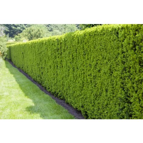 Heimische Eibe Taxus baccata C 40-  60