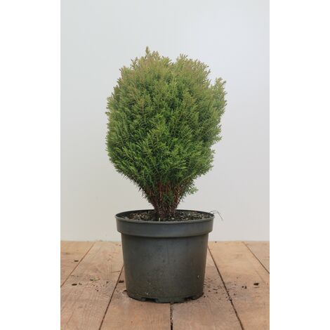 Kuschellebensbaum 'Teddy' Thuja occidentalis 'Teddy' 2L 20-  25