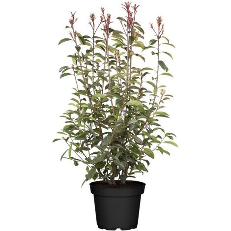 Glanzmispel 'Little Red Robin' Photinia fraseri 'Little Red Robin' 5L 30- 40