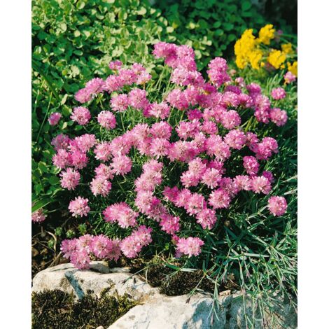 Armeria juniperifolia 'Röschen' P 0,5