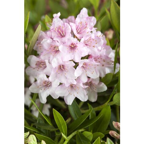 Rhododendron micranthum 'Bloombux' -R- P0,5 Nugget by Bloombux 15- 20