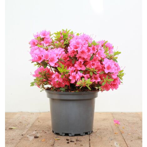 Japanische Azalee 'Michiko' Rhododendron obt.'Michiko' C5 25- 30