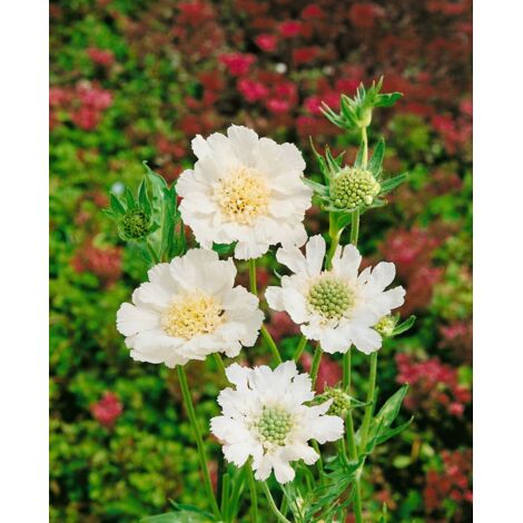 Semi Di Scabiosa Caucasica Bianca, 30 Semi, Fiore Reciso Elegante, Fioritura Giugno-settembre