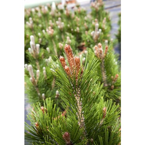 Bosnische Zwergkiefer 'Little Dracula' Pinus heldreichii 'Little Dracula' C 10 50-  60