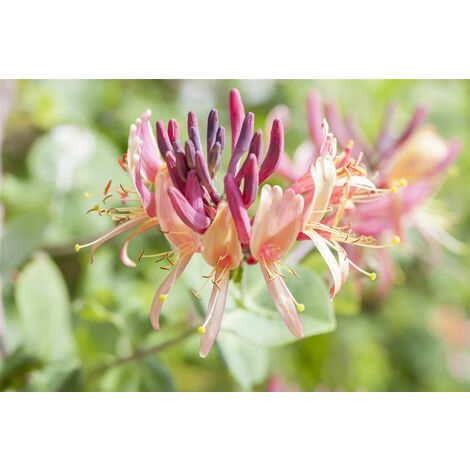 Wald-Geißschlinge Lonicera periclymenum 3L 80- 100