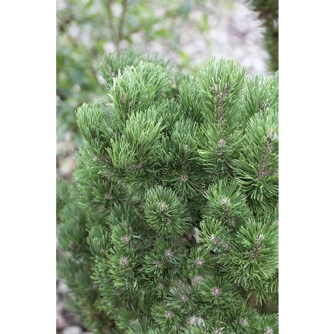 Berg-Kiefer 'Picobello' Pinus mugo 'Picobello' P 1,5 12- 15