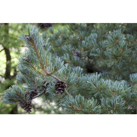 Mädchenkiefer 'Pentaphylla Glauca' Pinus parviflora 'Pentaphylla Glauca' C 7,5 50- 60