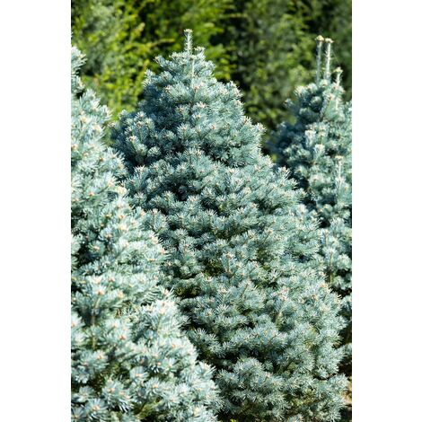 Zwerg-Korktanne 'Compacta' Abies lasiocarpa 'Compacta' C 4 30-  40
