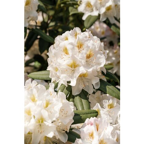 Rhododendron 'INKARHO® Weiße Dufthecke' Rhododendron INKARHO ® weiße Dufthecke 5L 40-  60