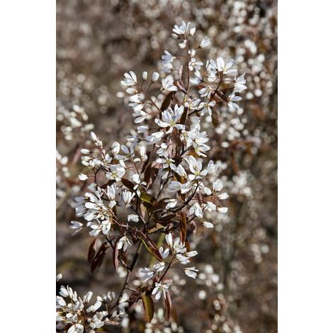 Säulen-Felsenbirne 'Rainbow Pillar'® Amelanchier 'Rainbow Pillar'  -R- Sta C 10       Krone mehrj.   Sth. 80-
