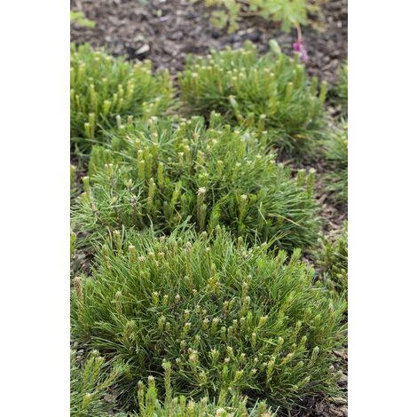Krummholz-Kiefer Pinus mugo mughus C 4 30-  40