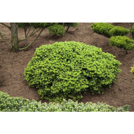 Koreatanne 'Brillant' Abies koreana 'Brillant' C 3 20-  25