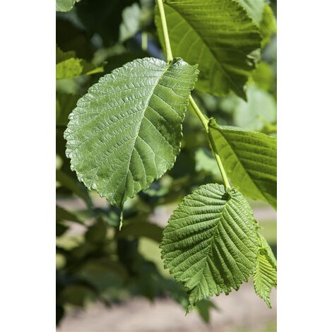 Weißer Maulbeerbaum 'Pendula' Morus alba 'Pendula' 7,5L Sta Krone 1j. 125-