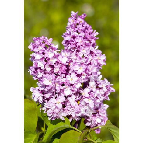 Edelflieder 'Andenken an Ludwig Späth' Syringa vulgaris 'Andenken an Ludwig Späth' 3L 40-  60