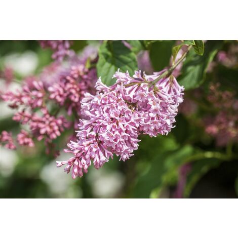 Amerikanischer Flieder 'Miss Canada' Syringa prestoniae 'Miss Canada' Sta C 5        Krone mehrj.   Sth. 80-