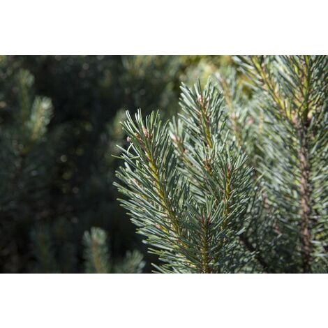 Silberkiefer 'Watereri' Pinus sylvestris 'Watereri' C 40 80- 100