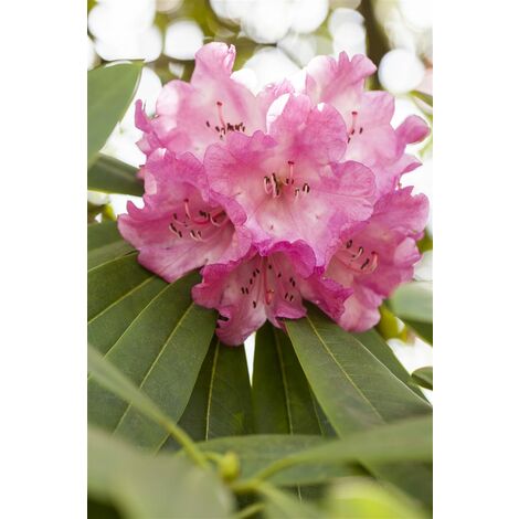 Rhododendron 'INKARHO® Rosa Dufthecke' Rhododendron INKARHO ® rosa Dufthecke 5L 40-  60