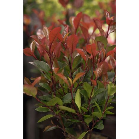 Glanzmispel 'Little Red Robin' Photinia fraseri 'Little Red Robin' C 80- 100