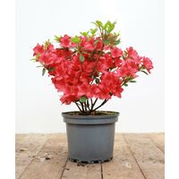 Japanische Azalee 'Maruschka'® Rhododendron obt.'Maruschka' -R- C 2 20- 25