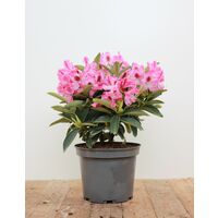 Rhododendron 'Helen Martin' Rhododendron Hybr.'Helen Martin' C 5 30- 40