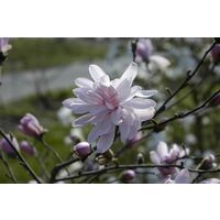 Sternmagnolie 'George Henry Kern' Magnolia stellata 'George Henry Kern' 7L 60- 80