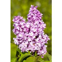 Edelflieder 'Andenken an Ludwig Späth' Syringa vulgaris 'Andenken an Ludwig Späth' 3L 40- 60