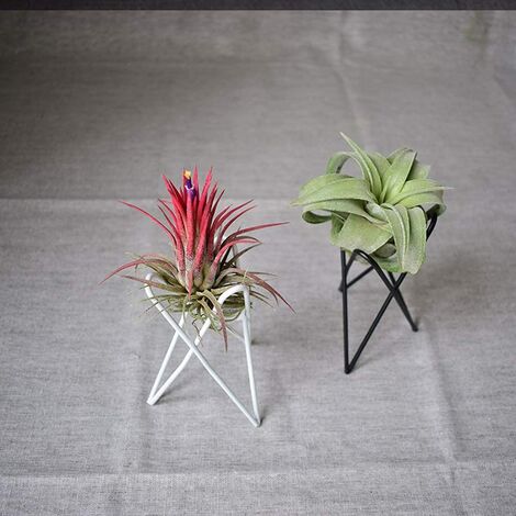 Air Plant Holder,Iron Flower Pots Stand,Tabletop Air Plants Stand Rack Air Fern Display Stand for Home Office Wedding Decoration,3.9x2.8x1.4''(Black,white)