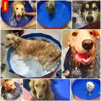 Foldable Dog Pool, Bath Shower Basin Dog / Cat / Animal Play Outdoor-Red (80 * 30cm)