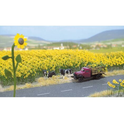 Graines de tournesol décortiquées bio
