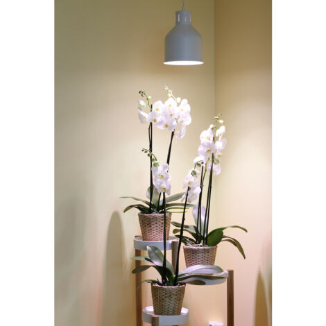 Venso Lampenschirm Saga 22 cm 230 V E27 18 W     1 St. (1/2)