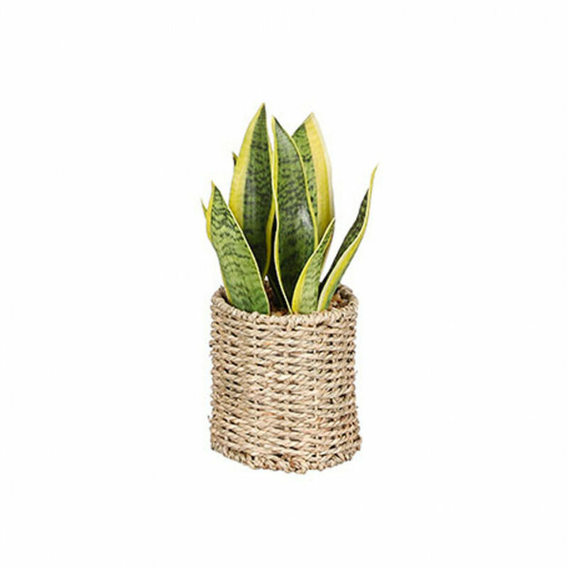 Sansevieria Con Maceta Ø16X30Cm