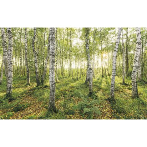 papier peint panoramique bouleaux vert  - Sanders & Sanders