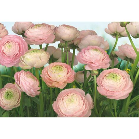 papier peint panoramique Gentle Rosé rose et vert  - Komar