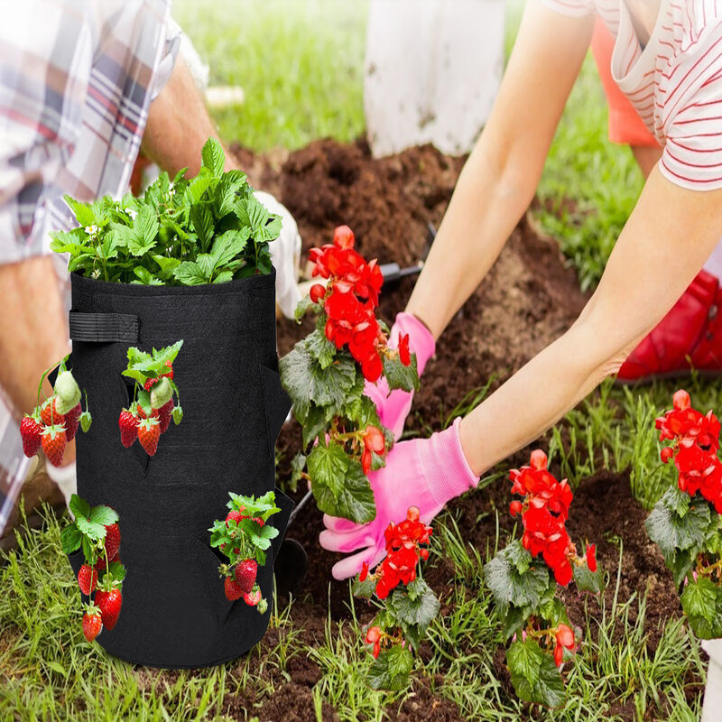 150 Pezzi Semi Di Patata Da Semina - Solanum Tuberosum - Piante Resistenti  Per Il Giardino, Semi Di Ortaggi E Piante Semi Di Patate, Ortaggi Semi  Biologici, Piante Verdi Piante Da 