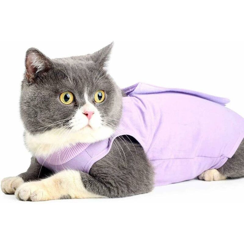 Cat Wearing Medical Pet Shirt After Surgery Stock Photo, Picture