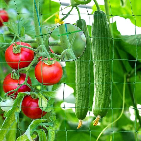 100 PCS Tomate Légumes Graines - Cdiscount Jardin