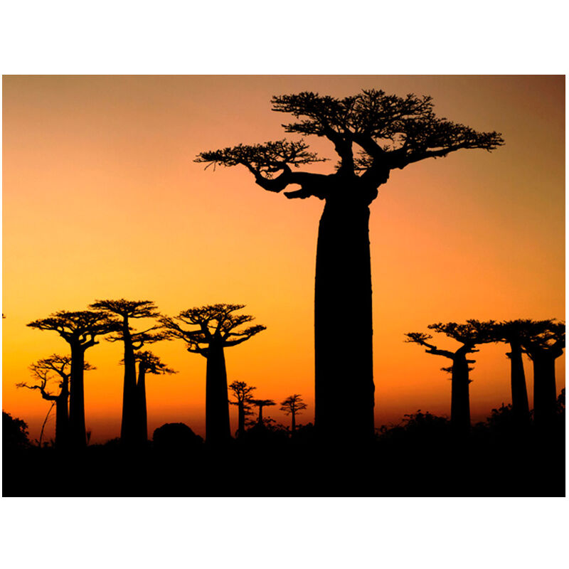 Fotomurale - Baobab africani - 300x231