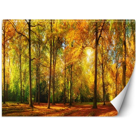 Carta Da Parati, Autunno Foresta Natura - 100x70 (1/5)