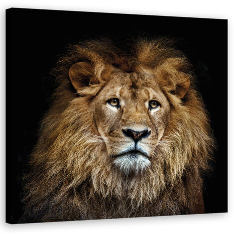 Quadro su tela, Leone maestoso - 30x30 (1/5)