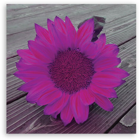 Quadro Deco Panel, Girasole Rosa - 60x60