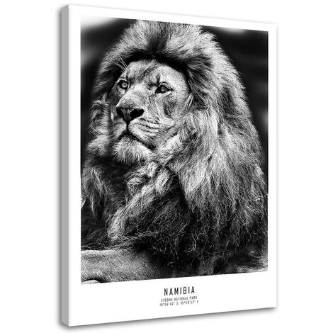Quadro su tela, Animali Africa Lion - 40x60