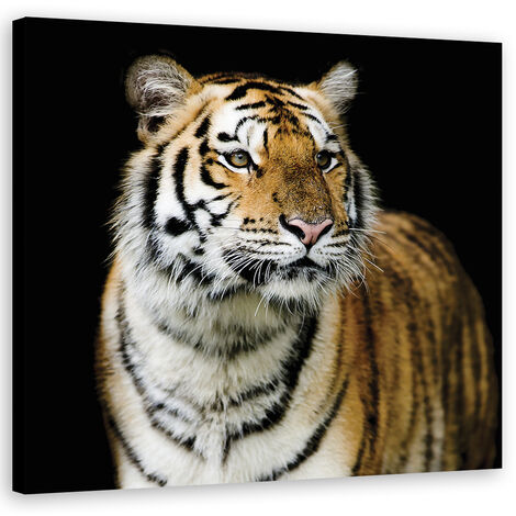Quadro su tela, Tigre maestosa - 30x30 (1/5)