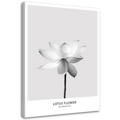 Quadro su tela, Fiore di loto bianco Natura - 80x120 (1/5)