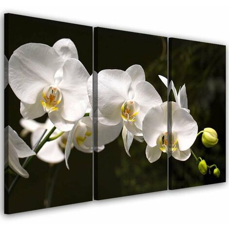 Quadri Quadro Multipannello Fiore di orchidea bianca - 120x80 (1/5)