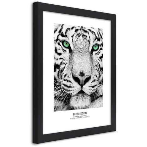 Quadro con cornice, Tigre bianca - 40x60