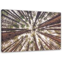 Stampa su tela, Pini ad alto fusto - 120x80